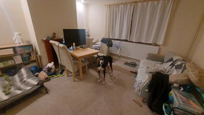 Dog loving housemates?  Main Photo