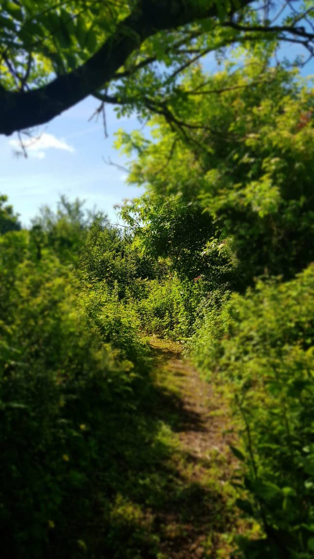 Room in rural house in beautiful woods nr Falmouth Main Photo