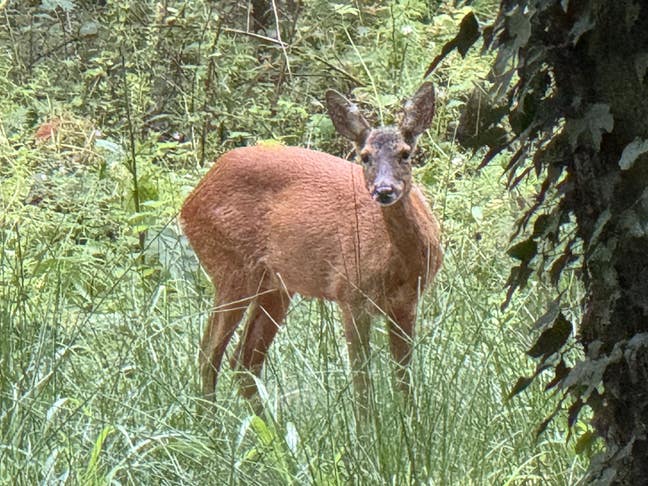 Windermere bungalow self contained studioking bed  Main Photo
