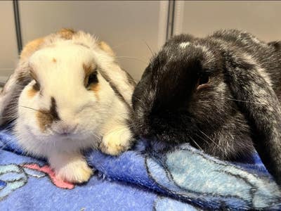 Looking for room or roommate Main Photo