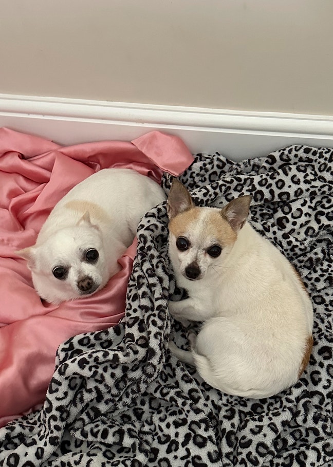 25F+2 Tiny Dogs Looking for Studio or Double Room Main Photo