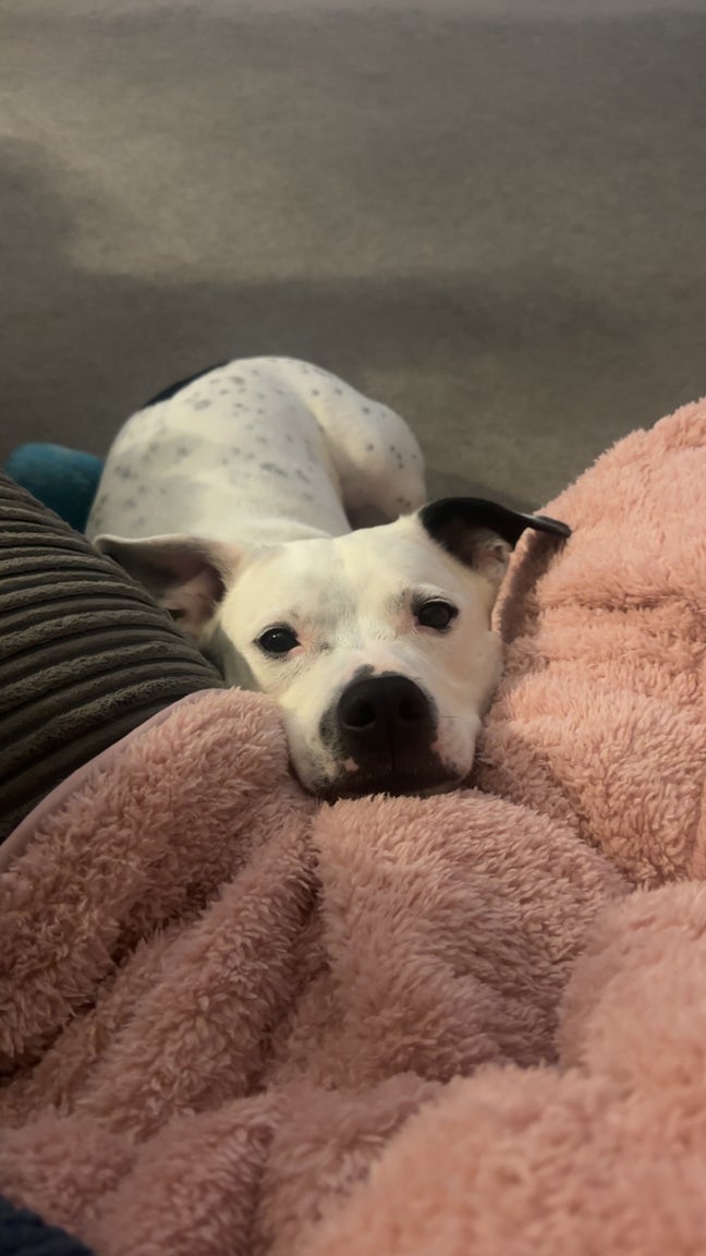 URGENT - permanent home needed for student and dog Main Photo