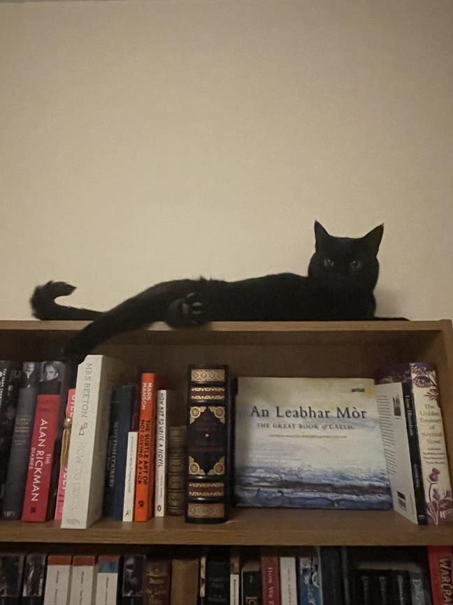 Professional Looking For Room Main Photo