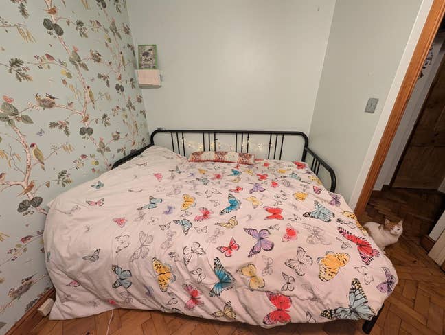 Cute cat and his owners seeking housemate Main Photo