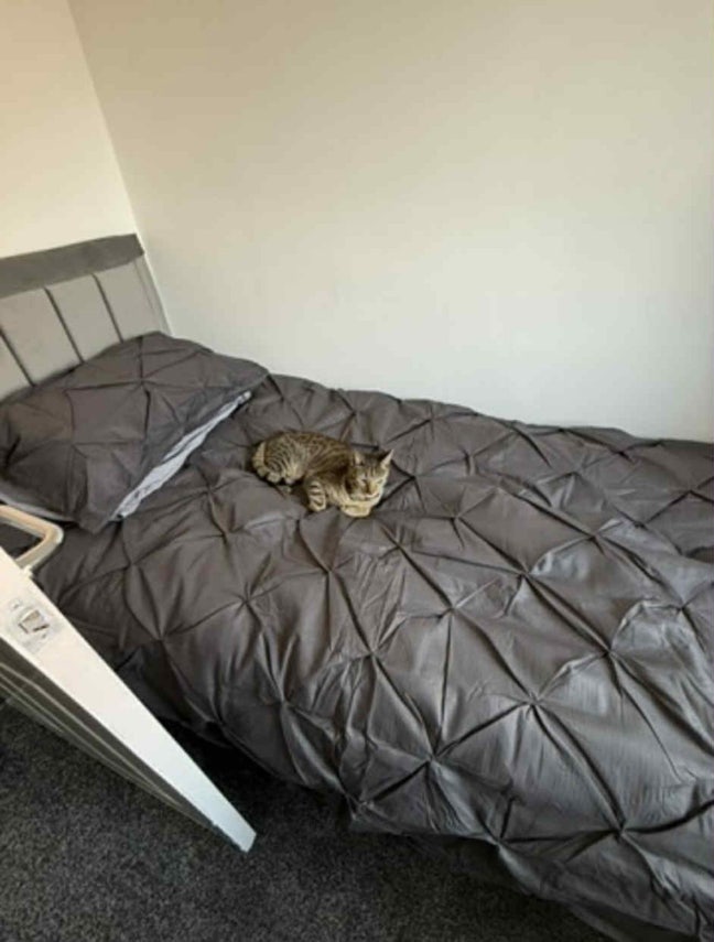 Single Room Available in Friendly Home  Main Photo