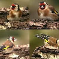 Hi, I’m looking for room in Sharing house ... Main Photo