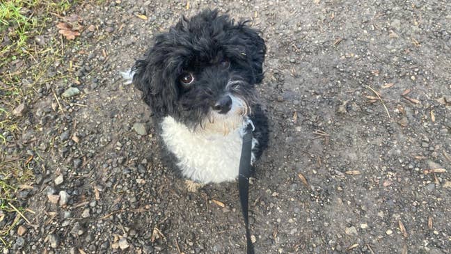 Room wanted Main Photo