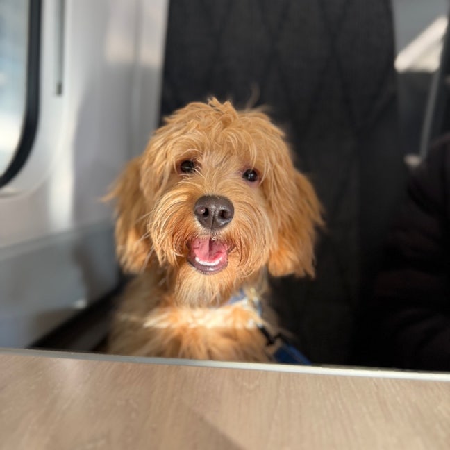 Looking for room in house share 🐾🏡 Main Photo