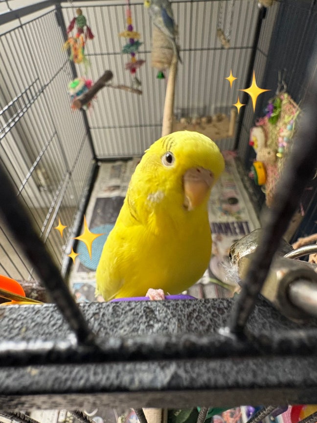 Whole 2-bed (preferably 2 baths)+budgie friendly  Main Photo