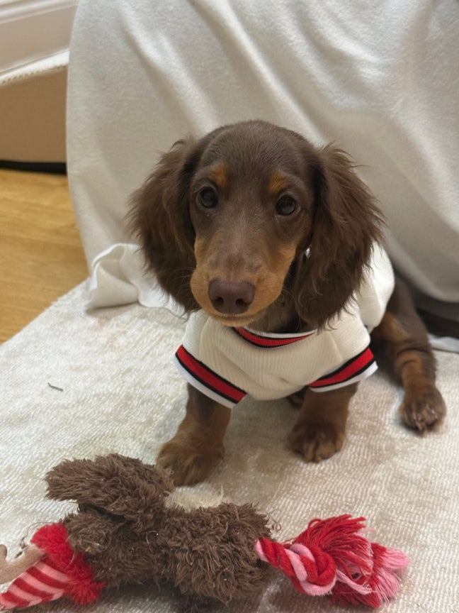 Working professional seeking 1B / 2B ( pets allow) Main Photo