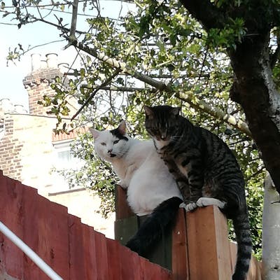 Friendly female + cats seek house share/buddy up Main Photo