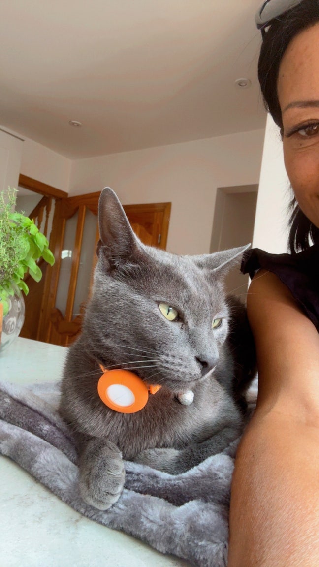 Quiet professional and easy going cat  Main Photo