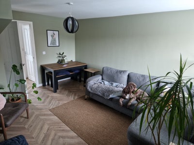 One man and his dog ... in maghull Main Photo