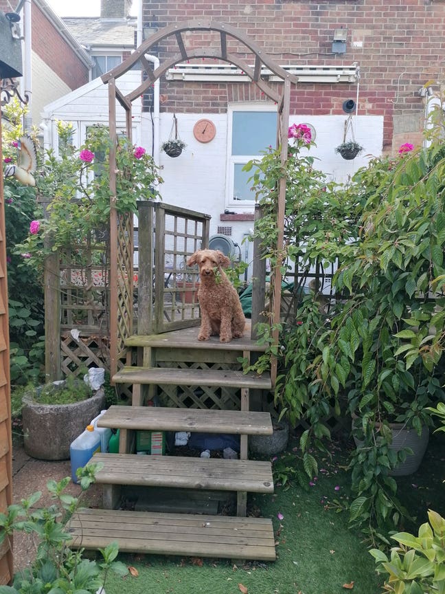 2 minute flat walk to town, dog in home.  Main Photo