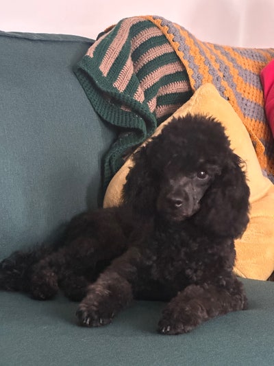 Studio  / Annexe / Flat Main Photo