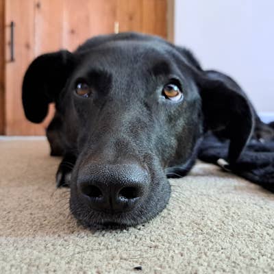 Dog lover required for Large furnished room Main Photo