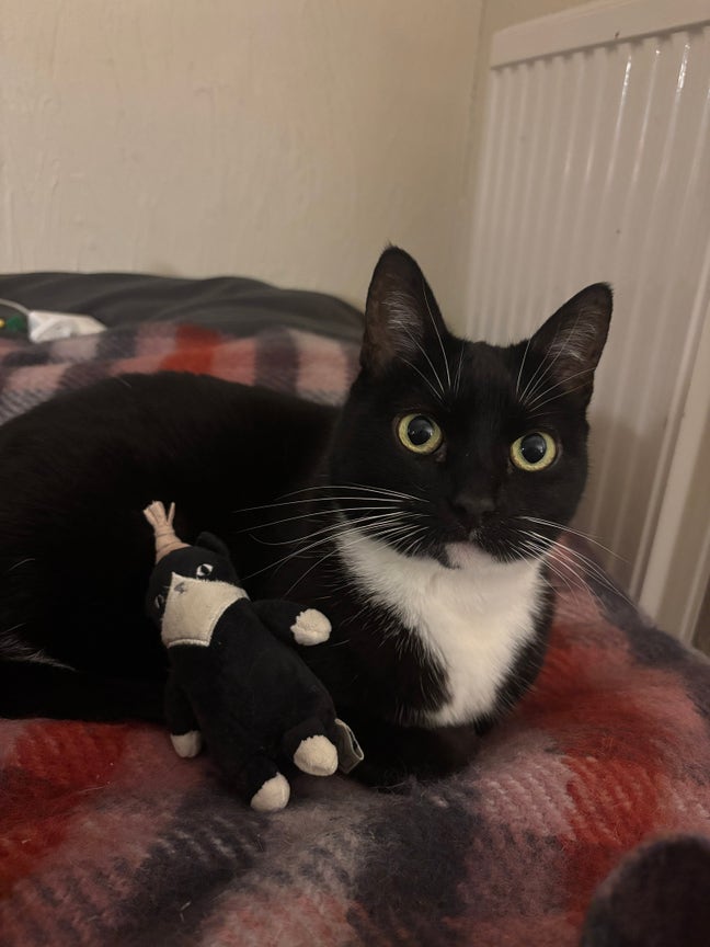 Masters Student looking for summer accom with cat Main Photo