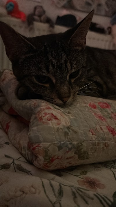 spacious room in a friendly house share! Main Photo