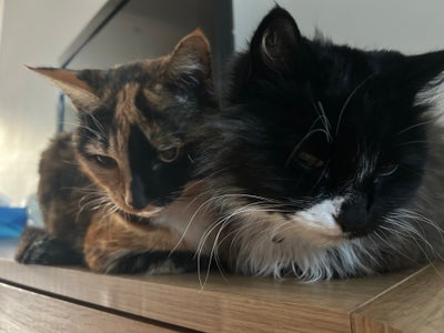 Space for 2 gorgeous cats and a human! Main Photo