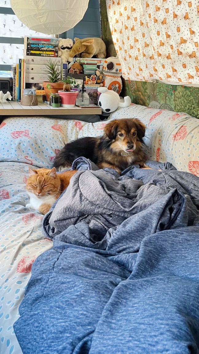 35 years old with friendly cat and small dog  Main Photo