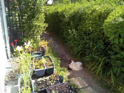 Cat lady and cat looking for a room Main Photo