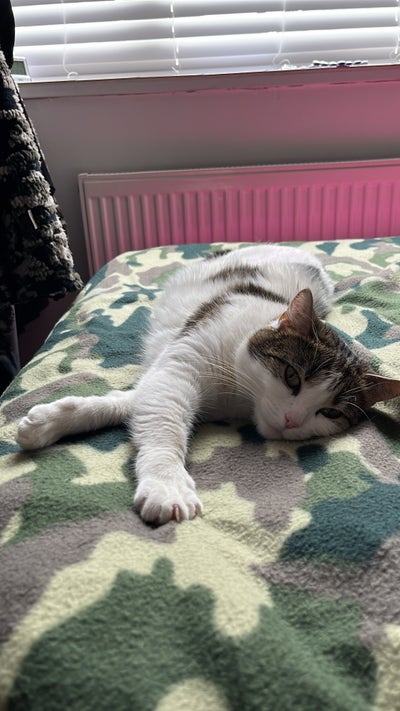 Local Business Owner & Well-Behaved Cat Seek Room Main Photo