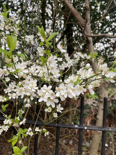 Room wanted with a single mum needing childminder Main Photo