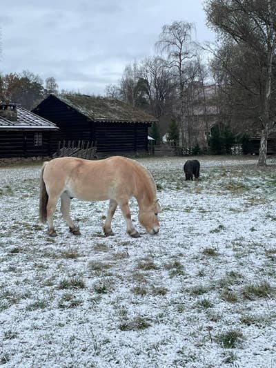 House Share in Diss Main Photo