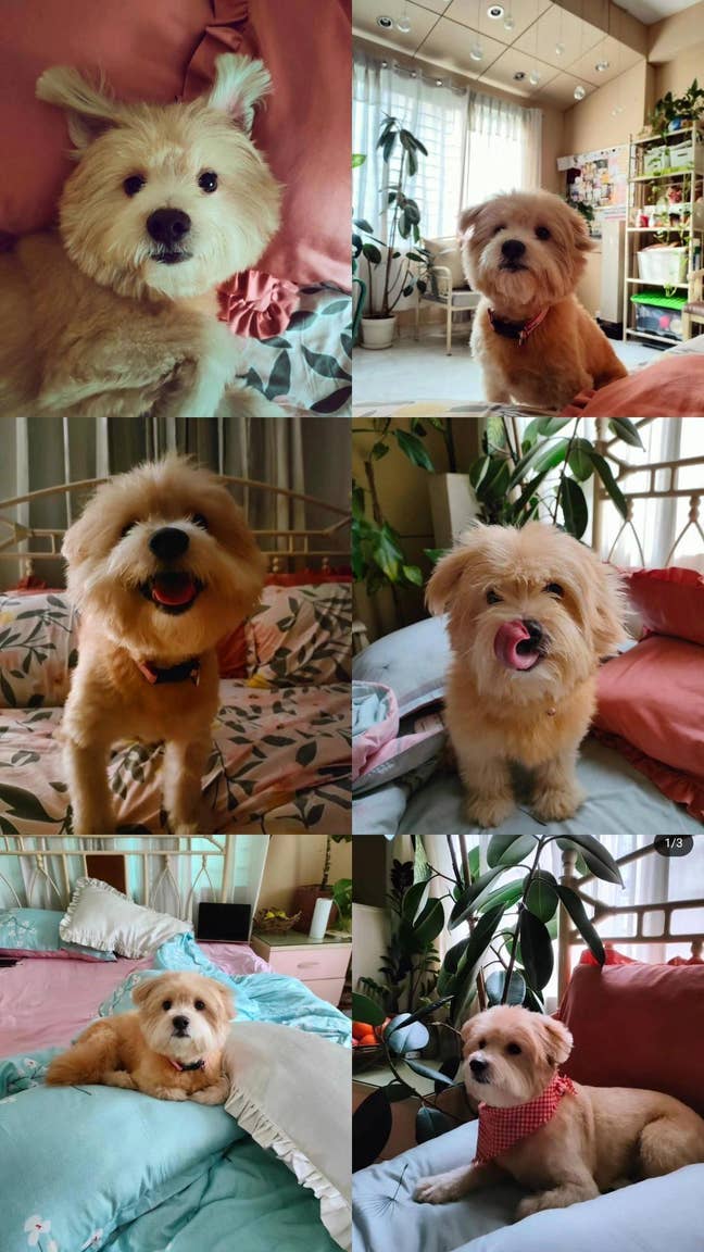 Urgently seek One bed flat, has to be pet friendly Main Photo