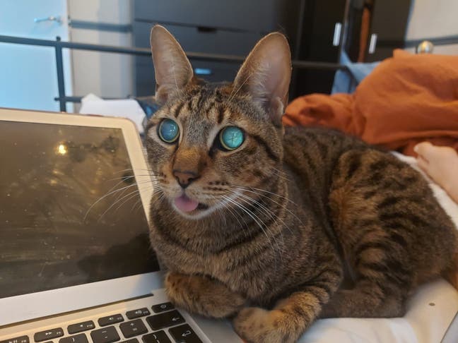 Spacious double room in SE16 maisonette Main Photo