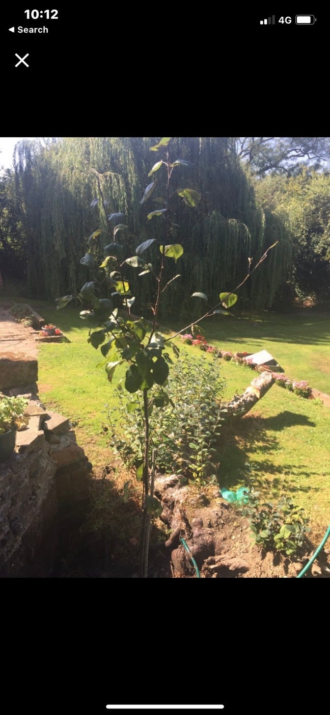 Near to Gatwick and East Surrey Hospital  Main Photo