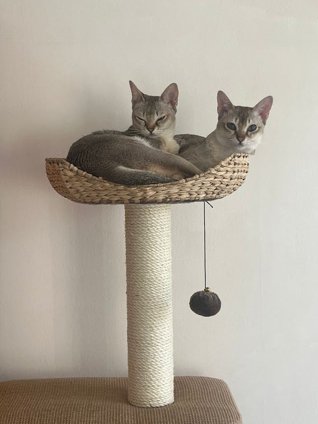 Flat with Cats by Hampstead Heath Main Photo