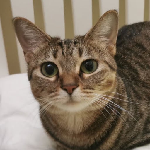 My room description  Main Photo